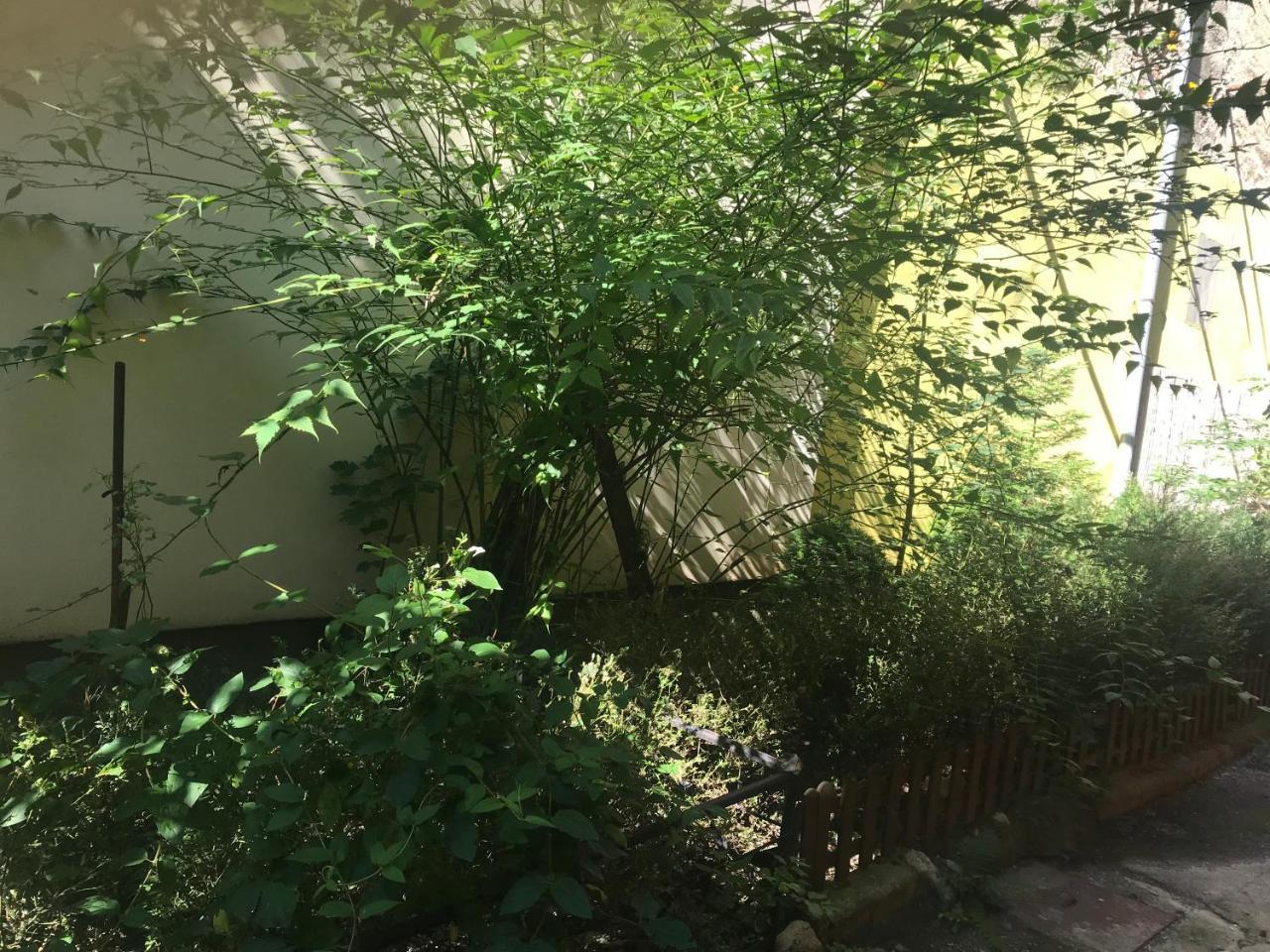 Old City House براشوف المظهر الخارجي الصورة
